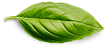 basil-leaf About